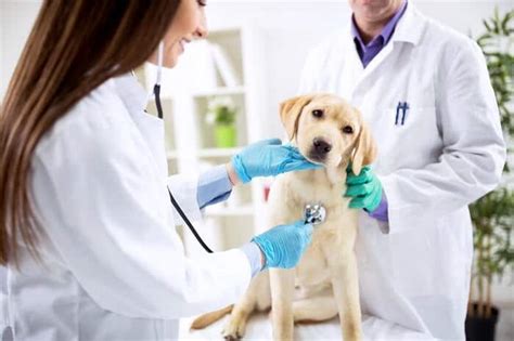 8 Reasons Why A Vet Check Up Is So Important Hellow Dog