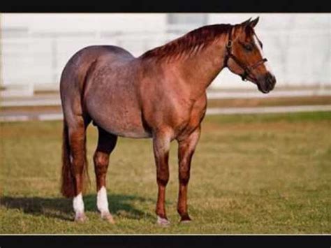 american quarter horse stallions youtube