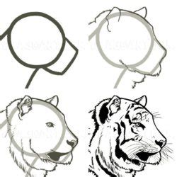How To Draw A Realistic Tiger Head Step By Step Part