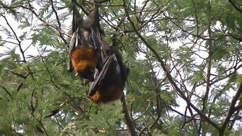 flying foxes mating youtube