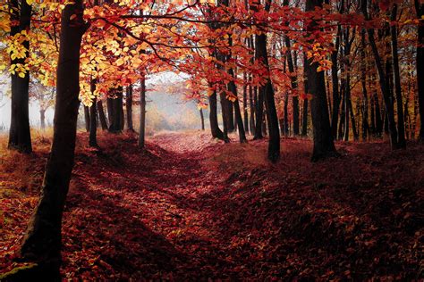 Autumn Woods Trees Fall Forest 5k Hd Nature 4k Wallpapers Images