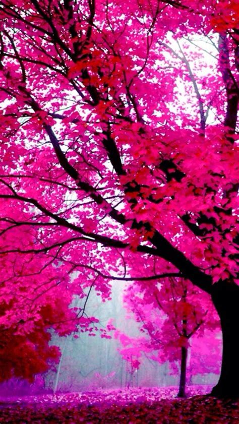 8 Best Images About Trees On Pinterest Trees Colors And
