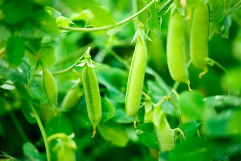 Pea Plant Images Browse 129680 Stock Photos Vectors And Video