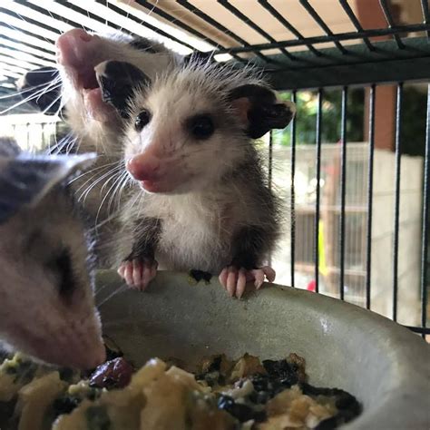 How Much Do You Know About Opossums Westwood Horizon