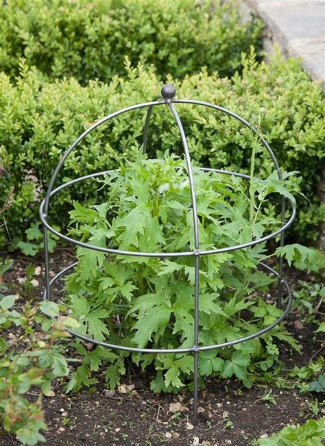 Either way they are very light, durable, and easy. Raw Metal Domed Plant Support - Large - Grace & Glory Home