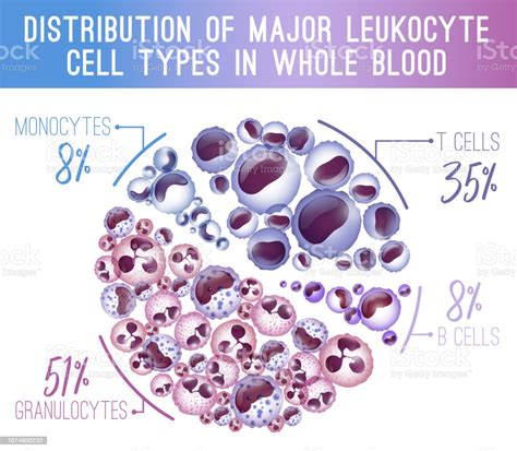 Major Leukocytes Types Scheme Stock Illustration