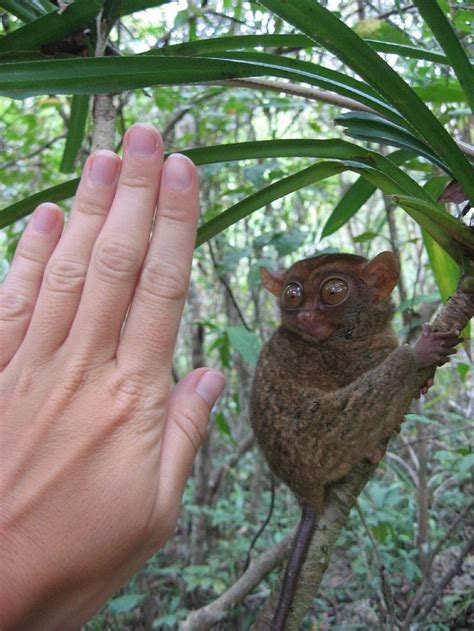 The Philippine Tarsier In 2020 Tarsier Small Pets Animals Of The World