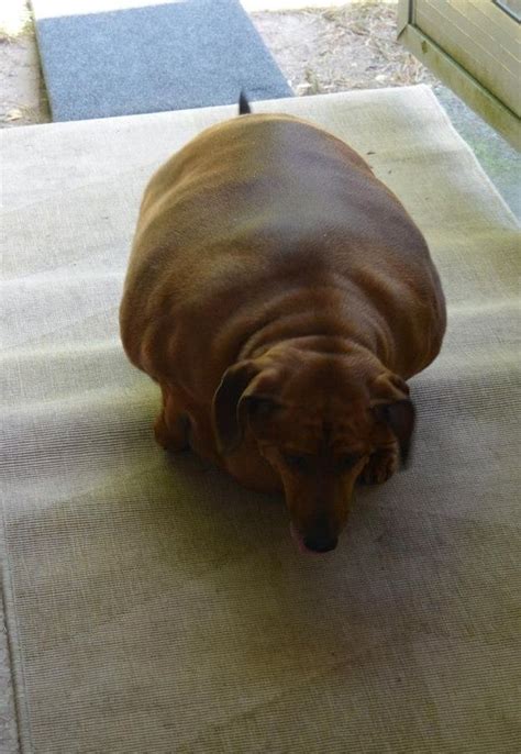 Meet The Worlds Fattest Wiener Dog Wiener Dog Weiner Dog Fat Dogs