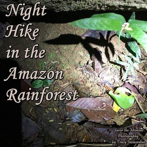 Night Hike In The Amazon Rainforest Savor The Moment Photography