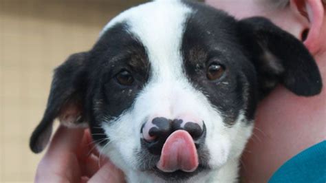 Two Nosed Puppy Available For Adoption At Kentucky Humane Society
