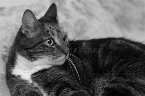 Portrait Of A Gray Tabby Cat With Green Eyes Stock Photo Image Of