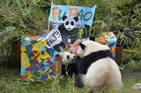 Happy Birthday Little Panda Boy Fu Bao Zoo Vienna By