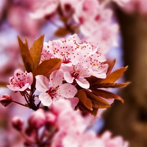 Hoa anh đào là biểu tượng của mùa xuân và là loài hoa phổ biến nhất trên xứ hàn cùng với hoa mơ trắng, hoa sơn thù du, hoa đỗ quyên, hoa chuông vàng, hoa cải dầu… YÊN THỦY SƠN TRANG: HÌNH ẢNH HOA ANH ĐÀO