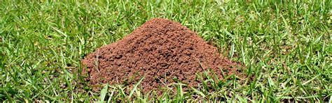 Clegg's pest control of charlotte provides pest solutions and indoor moisture control for mecklenburg county residents. Services :: HazMatt Pest Control :: Termite, Bed Bugs ...