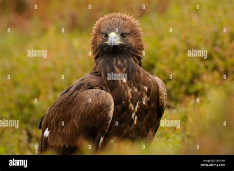 Golden Eagle In The Middle Of Autumn Colored Vegetation Showing Off