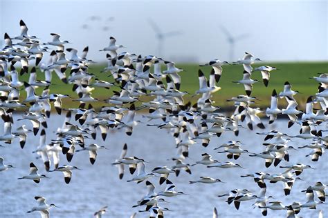 Migration Animals Often Travel To Make Life Easier