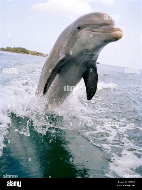 Honduras Roatan Bottlenose Dolphin Jumping Out Of Water Stock Photo