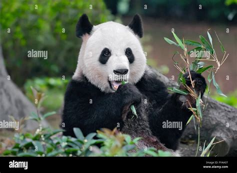 Giant Panda Ailuropoda Melanoleuca Stock Photo Alamy