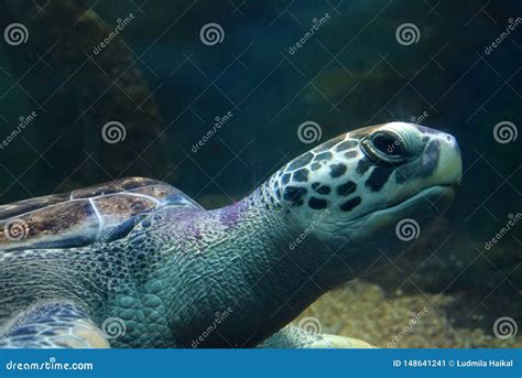 Sea Turtle Swimming In An Open Fish Aquarium Visitation An Old Turtle