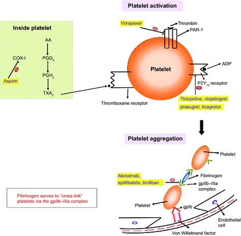 Aspirin's most common side effect is upper abdominal pain resulting from gastric irritation. An overview of the mechanism of action of antiplatelet ...