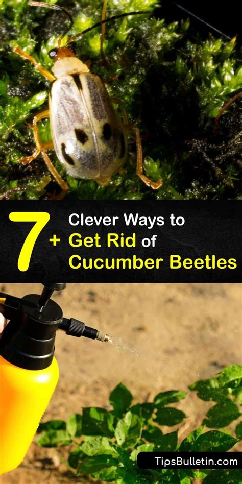 7 Clever Ways To Get Rid Of Cucumber Beetles Cucumber Beetles
