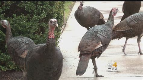 Wild Turkeys Make Big Comeback In Boston Area Youtube
