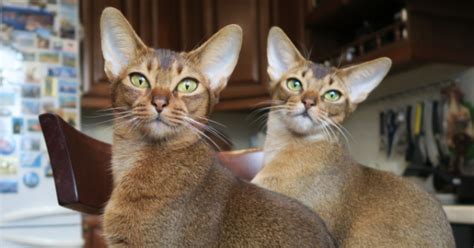 That said, instead of talking color we should be talking breed. Male vs. Female Cats: What Are the Differences?