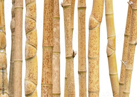 Tiges De Bambou Photo Libre De Droits Sur La Banque D Images Fotolia