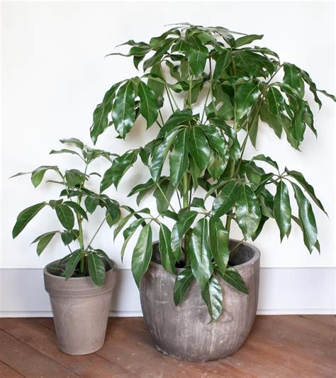 We did not find results for: 8 best Big leaves plants for Indoors images on Pinterest ...
