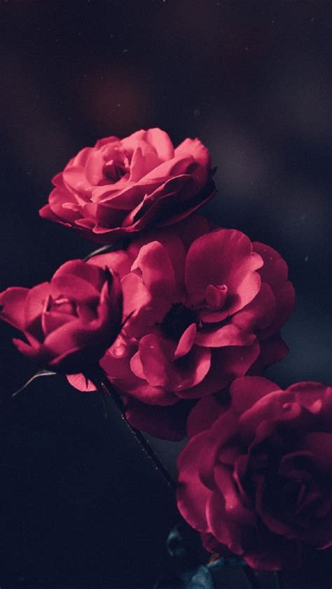 Free Download Android Wallpaper Android Wallpaper Beautiful Red Roses