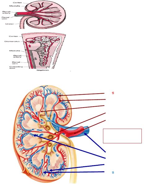 Anp 1107 Study Guide Fall 2012 Renal Plexus Renal Cortex Urinary