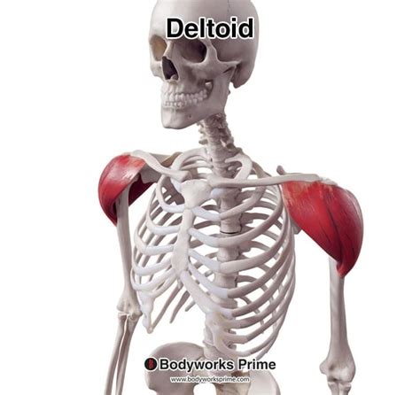 Deltoid Muscle Anatomy Bodyworks Prime