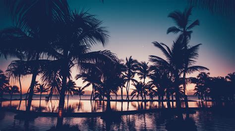 Download Dawn Dark Sunset Palm Tree Resort