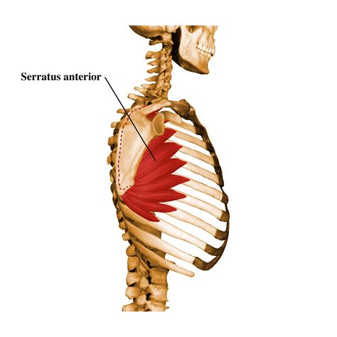 The Serratus Anterior In Shoulder And Neck Pain Core Balance Therapy