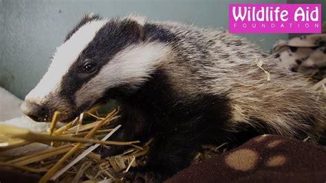 Cute Baby Badgers Chilling Out Youtube