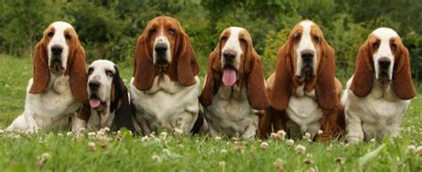 Basset Hounds Whats Good About Em Whats Bad About Em