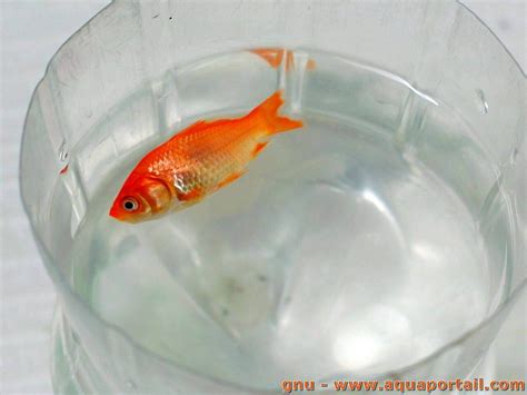 Comment Changer L'eau D'un Aquarium Poisson Rouge - Comment euthanasier un poisson? Explications