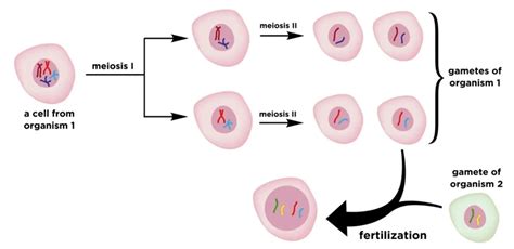 How Meiosis Occurs In Germ Cells And Human Life Cycle ~ Biotechfront