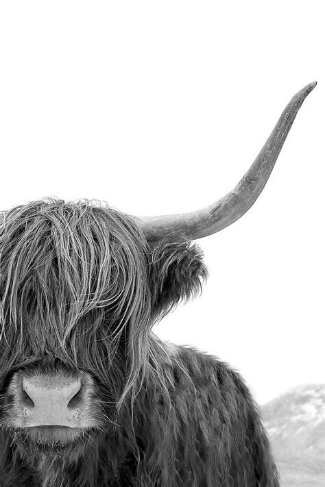 Highland Cow Art Black And White Print Animal