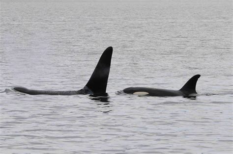 Southern Resident Killer Whale Population Is Running Out Of Salmon