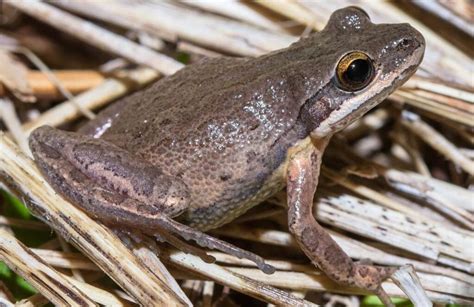 6 Types Of Tree Frogs Found In Arkansas Id Guide Nature Blog Network