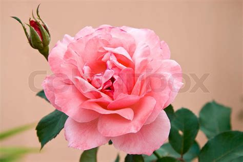 Pink Rose In Bloom Stock Image Colourbox