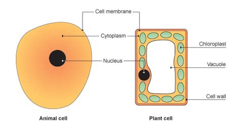 Check spelling or type a new query. Animal and plant cells | Parete cellulare, Membrana ...