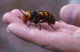 Japanese Wasp Vs Bees Photos