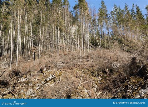 Forest Being Cut Down Turning Into A Dry Lifeless Field Stock Image
