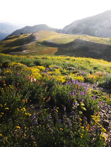 A Patch Of Wildflowers Still Thriving Up At High Altitude Utah Usa