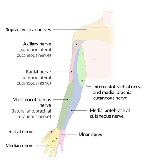 Upper Extremity Nerve Path Diagrams Lupon Gov Ph