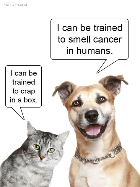 Cat Vs Dog Funny Quotes Quotesgram