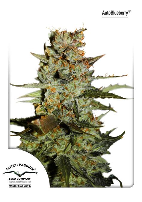 Auto Blueberry Strain Information Cannaconnection