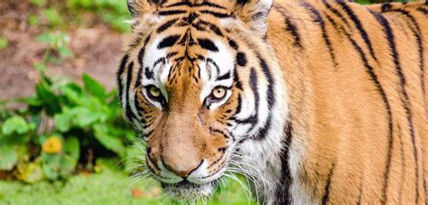 Tigers Facts Habitat Endangered Status Species Spotlight